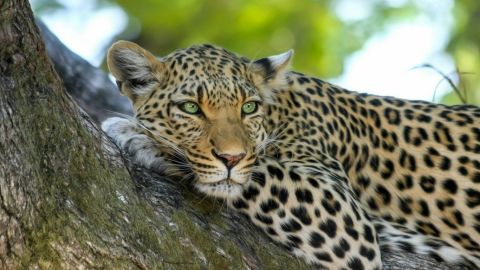 Tres leopardos escapan de zoológico de China