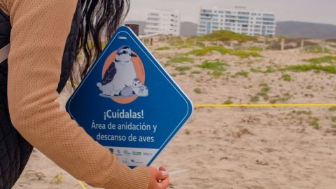 Colocan cerco para proteger anidación de ave migratoria en playa de Ensenada