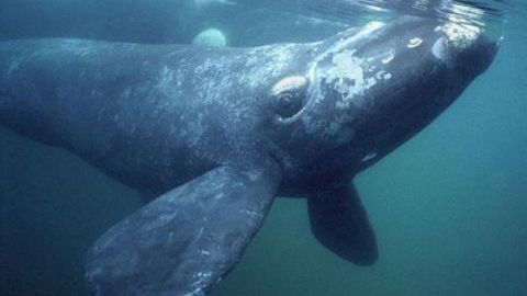 Dron capta 'abrazo' entre dos ballenas en peligro de extinción; video viral
