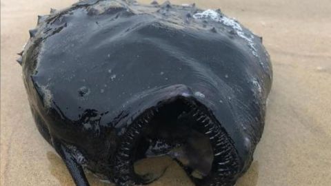 Encuentran monstruoso pez en playas de California