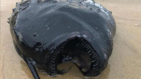 Encuentran monstruoso pez en playas de California