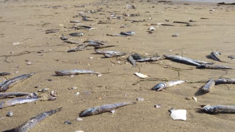 Sorprenden miles de peces muertos en la playa