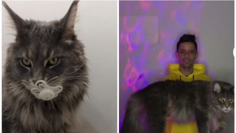 Gatito gigante conquista TikTok con su increíble tamaño; video se hace viral