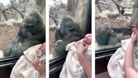 VIDEO: Gorila reacciona de tierna manera al ver a bebé en zoológico