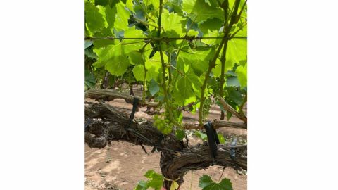 CICESE contribuye a la calidad mundial de la uva de mesa