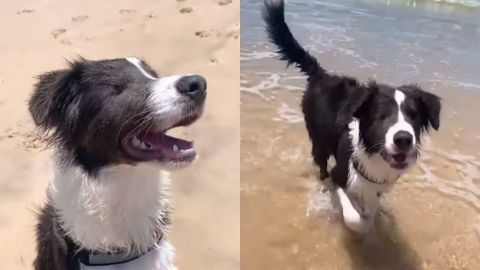 Perrito ciego va a la playa por primera vez; así reaccionó