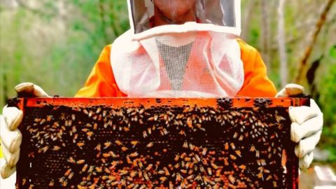 Alimentación artificial mantiene vivas a abejas