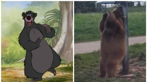 🎥 ¡Increíble! Captan a oso 'Baloo' de la vida real bailando en la calle