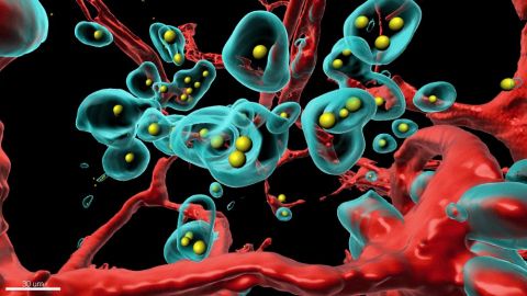 Científicos modifican virus que engaña a los tumores para que se autoeliminen