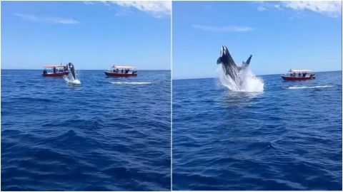 Impactante video de orca saltando sobre un delfín en el Golfo de California