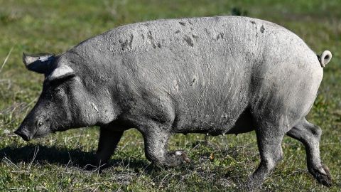 Descubren que, en casos de emergencia, los mamíferos pueden respirar por el ano