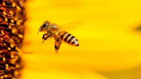 Entrenan abejas para detectar COVID-19 y otras enfermedades