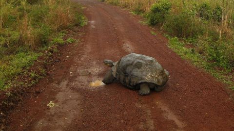 Ecuador confirma la existencia de tortuga que se creía extinta hace 100 años
