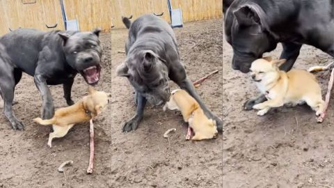 📹 Chihuahua intenta atacar a un perro más grande, lo pisan y se va llorando