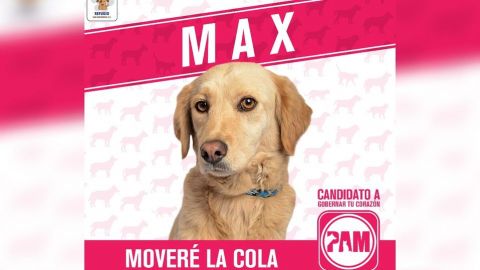 PAM, el 'partido' que tiene como candidatos a perritos en adopción
