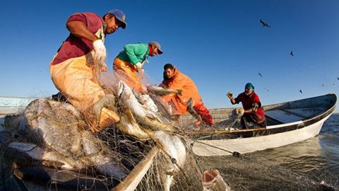 Exige sen. Nancy Sánchez escuchar a pescadores del Alto Golfo de California