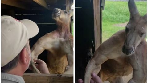 Canguro 'presume' su increíble musculatura; asombroso video se hace viral