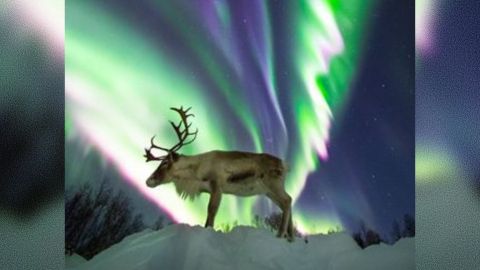 Reno posa frente aurora boreal en fotografías