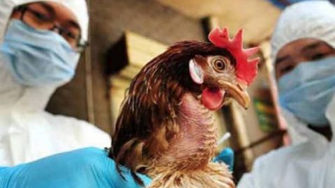 En China detectan el primer caso mundial de gripe aviar H10N3 en humanos