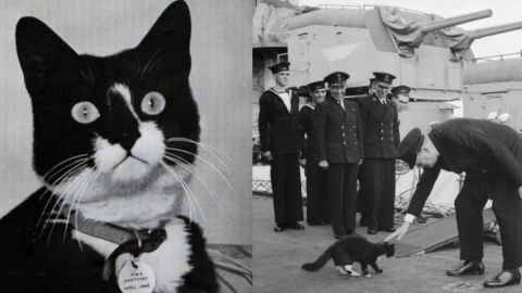 Sam, el gato que sobrevivió a 3 hundimientos en la Segunda Guerra Mundial