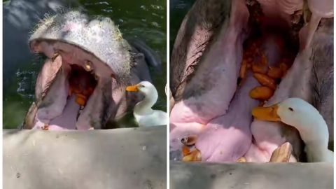 Captan a pato comiendo de la boca de un hipopótamo