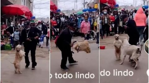 Perrito 'artista' es atacado por un perro callejero mientras daba show