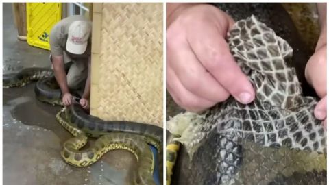 Hombre ayuda a enorme anaconda a mudar de piel; impactante video se hace viral
