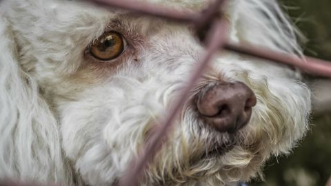 Rescatan a 14 perros encerrados en una casa; arrestan a pareja por abuso animal