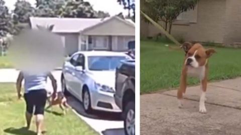 En EU, mujer le dispara a su hijo por error al intentar herir a un perro