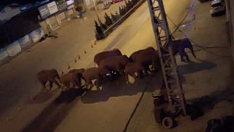 En China, forman larga fila de camiones para detener manada de elefantes