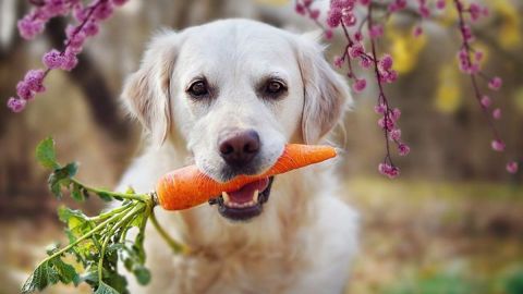 Sancionan a pareja por darle a sus perros una dieta vegetariana
