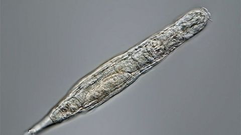 Hallan animal que sobrevivió congelado más de 24 mil años en Siberia