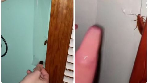 📹 VIDEO: Joven atrapa cucaracha en su pared con cinta para poder tocarla