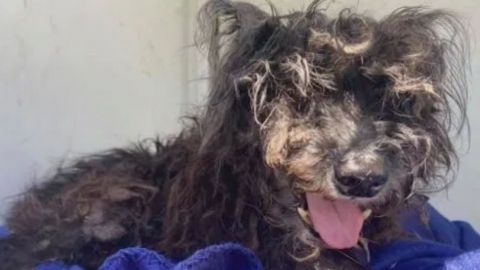 Razzle, perro desaparecido en 2011 fue localizado, por fin regresará a casa