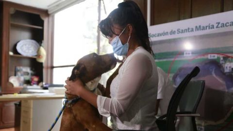 'Spay', uno de los perritos que cayeron en el socavón de Puebla, regresa a casa