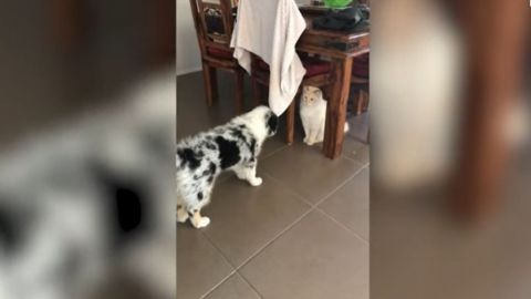 Gato defiende y apoya a cachorro que es rechazado por otros perros