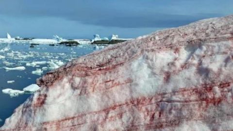 ''Nieve de Sangre'', aterrador fenómeno del cambio climático