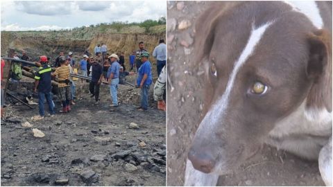 'Cuchufleto', el perro que espera a su dueño, quien falleció en mina de Múzquiz