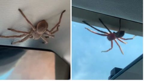 Piloto descubre enorme araña sobre él en pleno aterrizaje; video se hace viral