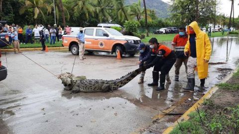 Capturan cocodrilo de más de dos metros de largo en calles de Acapulco