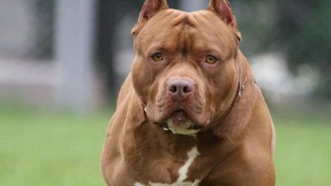 Pitbull mató al perro de un policía; el oficial se vengó y lo ejecutó a balazos