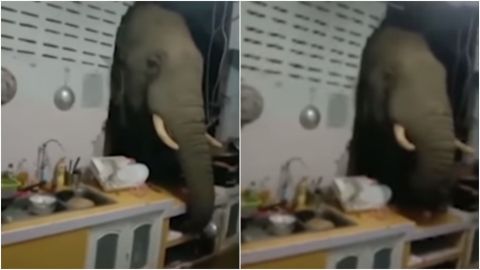 📹 VIDEO: Elefante destruye la pared de una casa para comer arroz