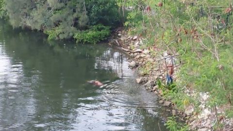 ¡IMPACTANTE! Cocodrilo devora a mujer que lavaba ropa en un río de Tampico