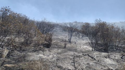99% de incendios forestales son provocados
