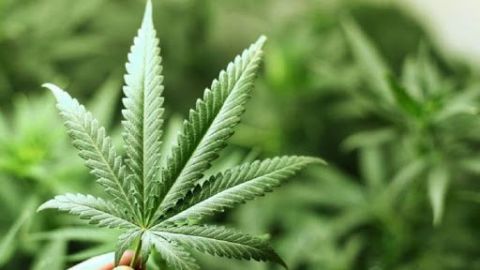 Cannabis en BC: así podrás comprarla y consumirla