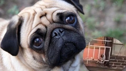 ¡Maltrato animal!: Dejaron a perrito Pug a la intemperie y bajo la lluvia