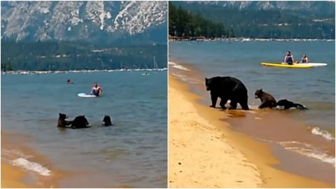 📹 VIDEO: Captan a oso con sus crías junto a bañistas en playa de California
