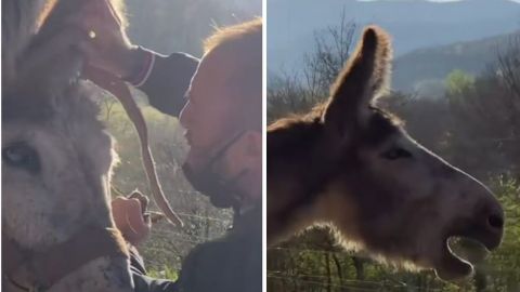 Burro es puesto en libertad por primera vez en su vida; reacción se hace viral