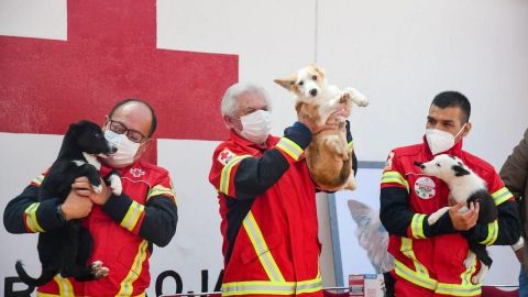 Cruz Roja Mexicana adopta tres perritos para entrenarlos en búsqueda y rescate