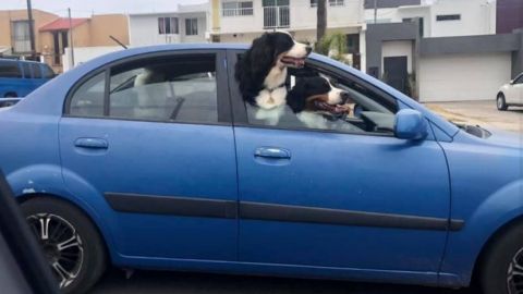 Ni el auto de las mascotas respetan en Playas: fue robado
